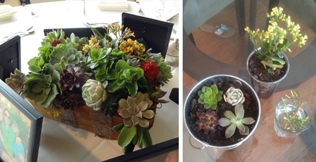 Janelle and Jeff's Succulent Centerpieces For Their Wedding