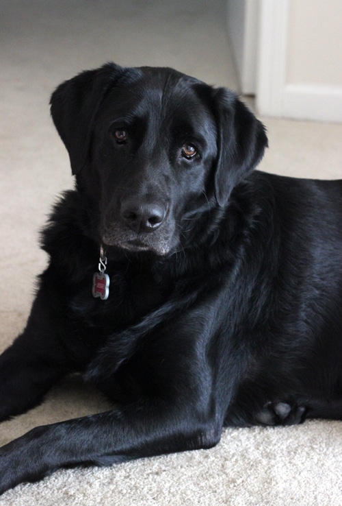 My Black Lab Jessie Posing on Our Carpeted Floor