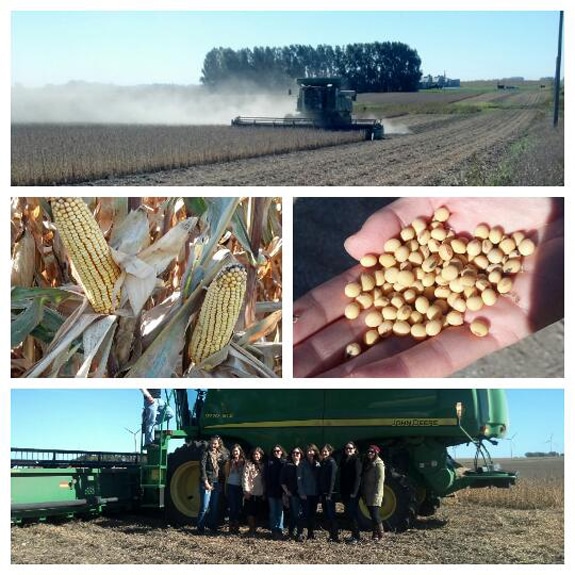 collage of a corn farm