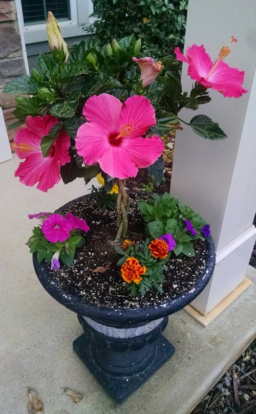 Pink, Orange and Purple Flowers Inside a Dark Grey Planter