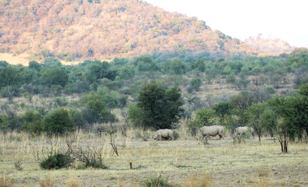 Three Rhinos Grazing off in the Distance Near a Bunch of Trees