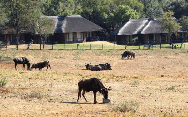 Animals Lounging Around and Drinking Water Near Two Huts