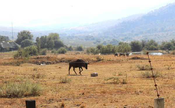 A Buck Walking in the Game Drive Outside the Restaurant