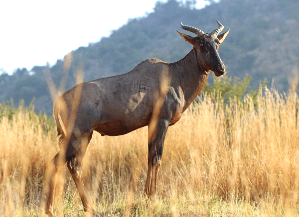 A Buck With Large Eyes Looking Off Into the Distance