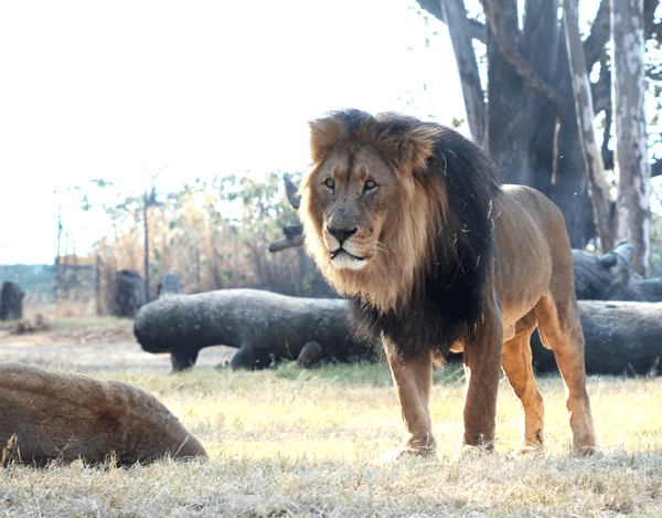 A Large Male Lion with a Black Mane Standing Still