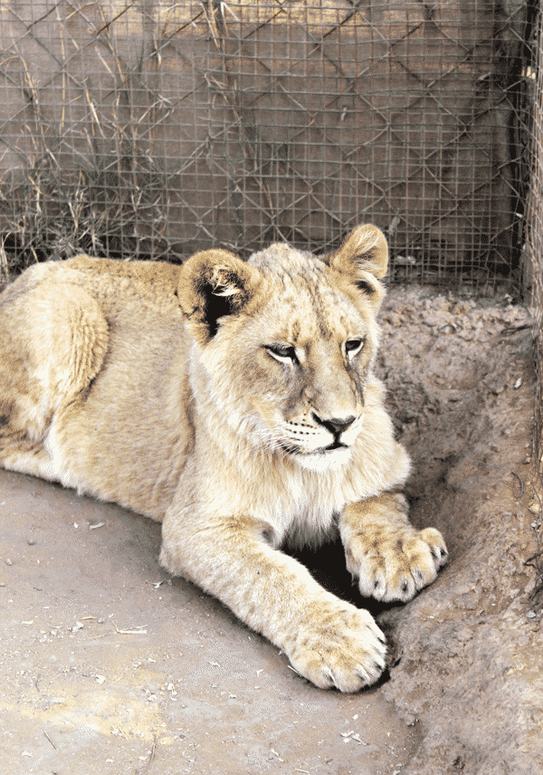 A Lazy Lion Cub Lounging on the Ground