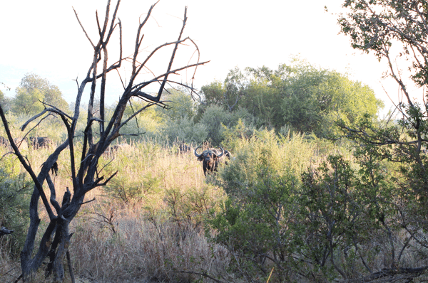 A Water Buffalo Hanging Out in the South African Wilderness