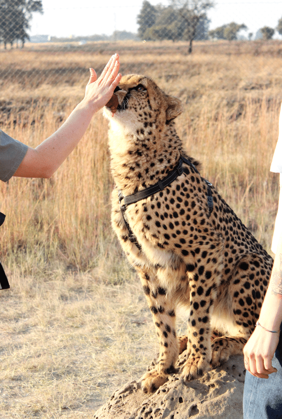 A Cheetah Being Fed a Piece of Meat