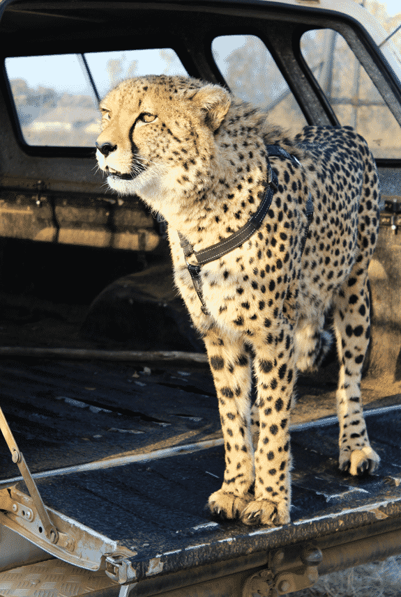 A Cheetah Standing on the Outer Flap of the Trunk of the Car