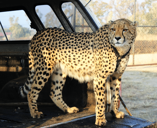 A Cheetah Chilling on the Back of the Game Car