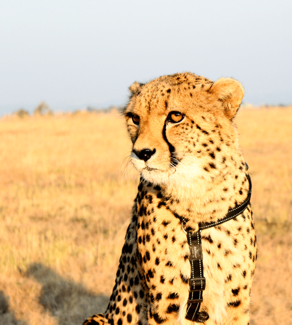 A Cheetah Looking Off to the Side