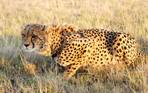 A Spotted Cheetah Crouching in the Grass