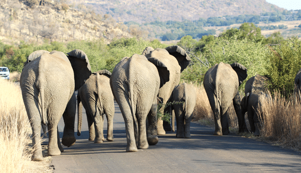 The Behinds of Seven Elephants Walking on a Paved Road