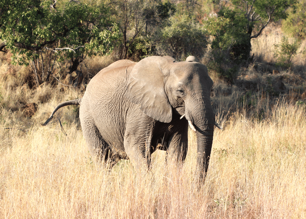 A Lone Elephant Walking Through a Patch of Tall South African Grass