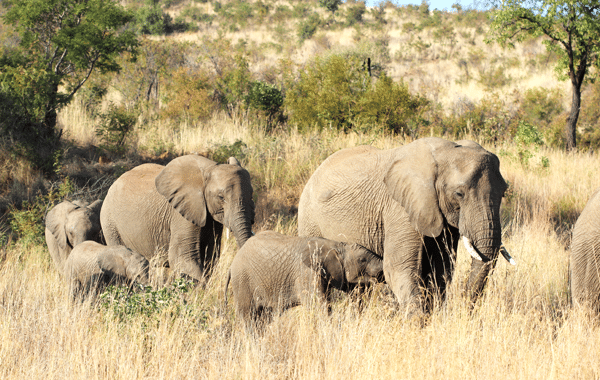 A Family of Elephants with Three Babies in Front of Some Trees