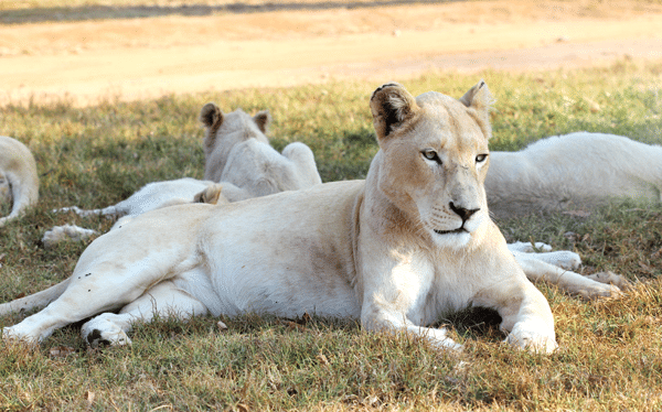 A Female Lion Relaxing on the Ground with her Cubs
