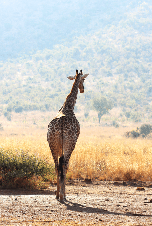 A Giraffe Walking Toward a Mountain in Pilanesberg National Park
