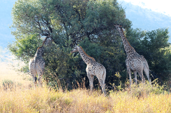 Three Giraffes Chewing on Leaves From the Same Tree