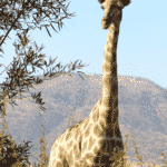 A Giraffe Next to a Tree in a South African Safari