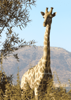 A Giraffe Next to a Tree in a South African Safari