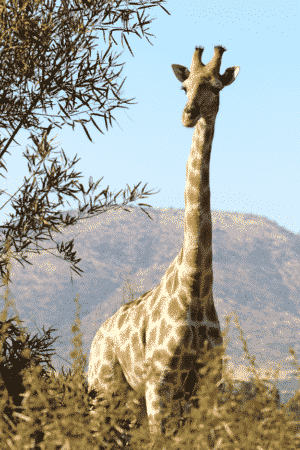 A Giraffe Next to a Tree in a South African Safari