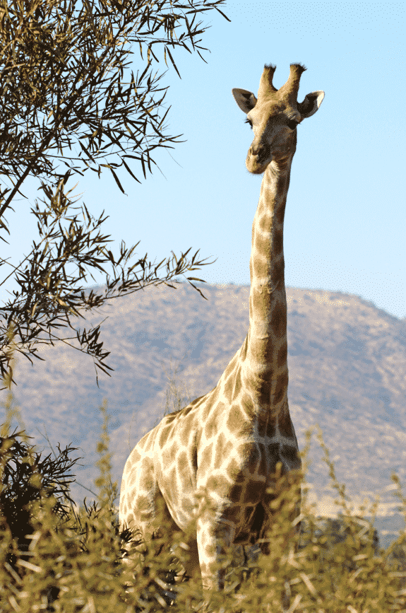 A Giraffe Next to a Tree in a South African Safari