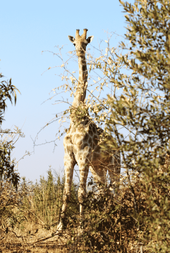 A Giraffe Looking at the Camera From Behind a Tree