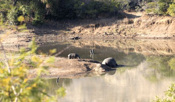 Three Hippopotami Playing in the Water at the Safari