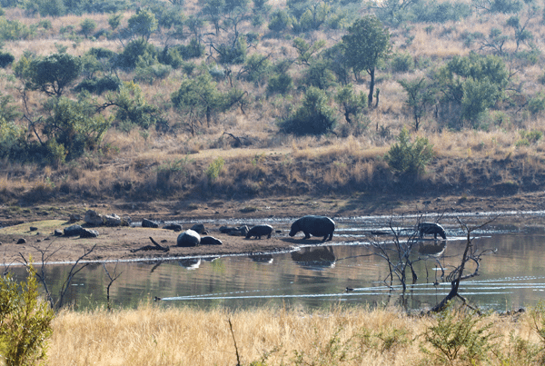A Group of Hippos on a Little Island in the River