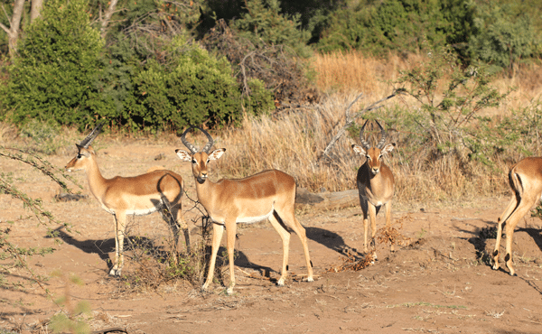Three Impalas at Pilanesberg National Park with a Fourth's Hind Legs Visible on the Side