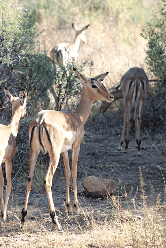 Four Impalas with M Shapes on the Fur of Their Bottoms