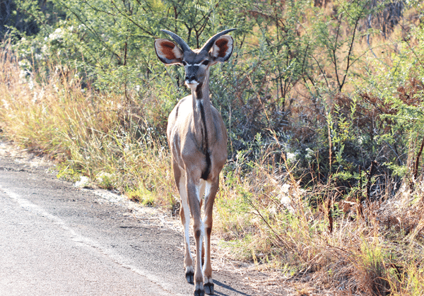 A Kudu Walking on the Egde of a Paved Road in Pilanesberg National Park
