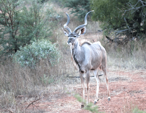 A Male Kudu with Big Swirly Horns and Patches of White on its Face