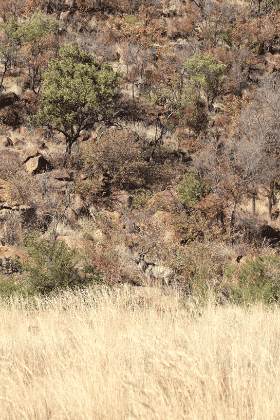 A Kudu Standing Next to a Rocky Mountain with Trees