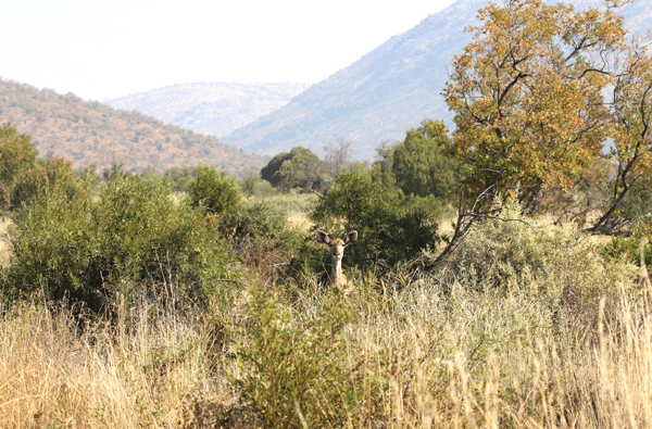 A Kudu's Head Rising Up From Behind a Bush