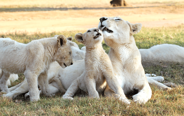 A Mother Lion Giving One of her Cubs a Bath