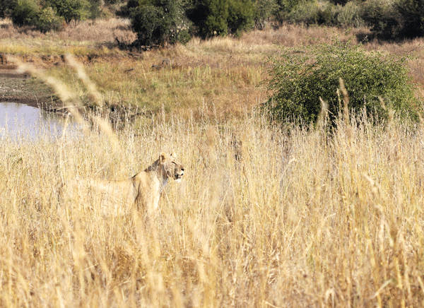 A Wild Female Lion Guarding her Cubs in the Grass