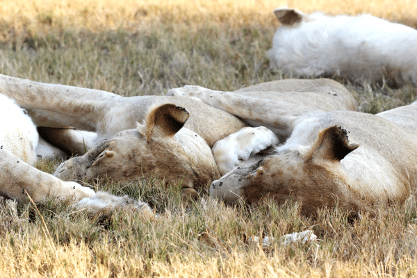 Two Lions Sleeping in the Grass Next to Each Other