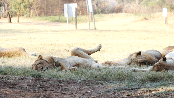 A Male Lion Sleeping in the Grass Next to Other Lions