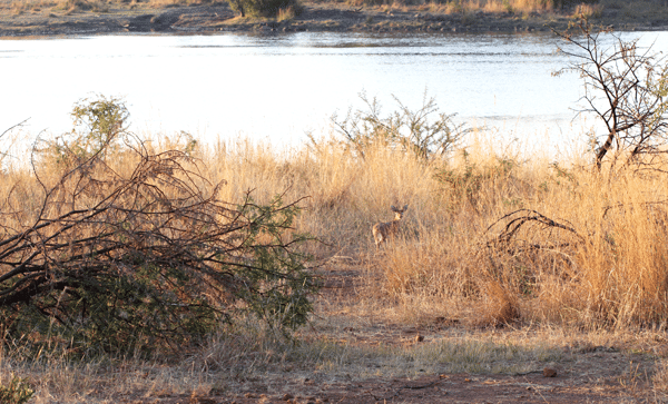 A Small Buck Glancing at the Camera From its Place Beside the River