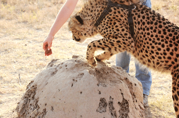 A Cheetah Climbing Over a Rock to Reach a Piece of Meat