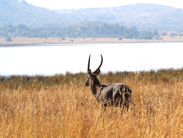 A Buck with Long Horns Gazing Toward the Horizon