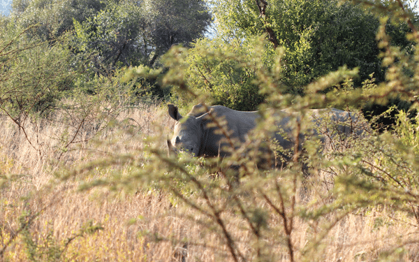 A Rhino Behind a Shrub in the South African Safari