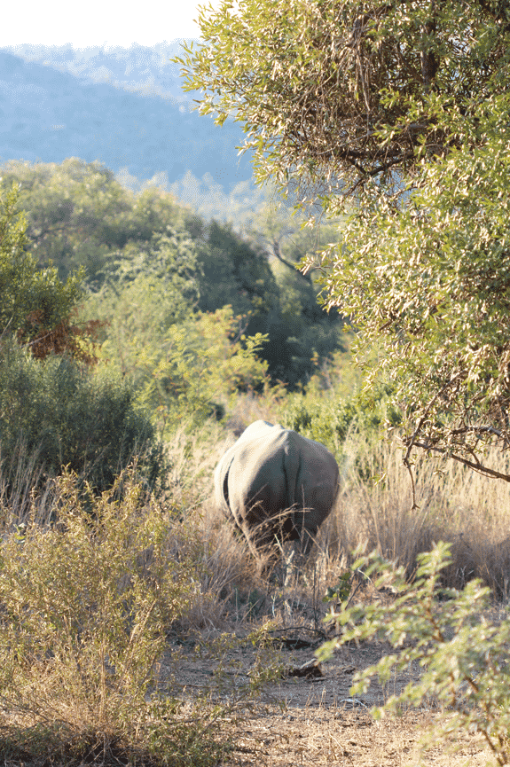 A Rhino's Behind as it Walks Through Tall Grass in the Park