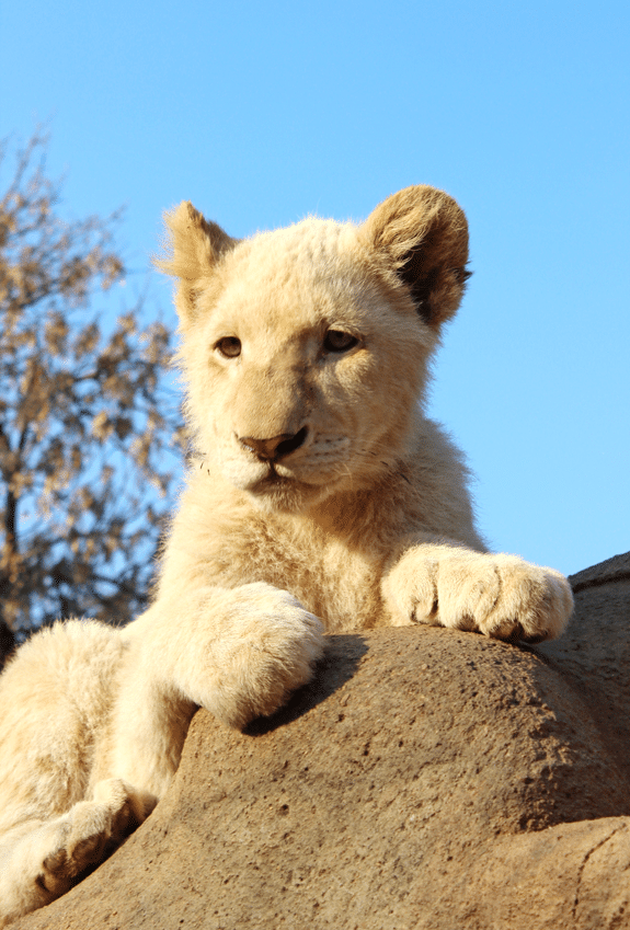 A Small Lion Cub Perched on a Rock