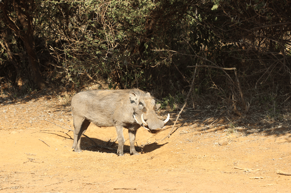 A Warthog Standing Still in a Clearing at the Park