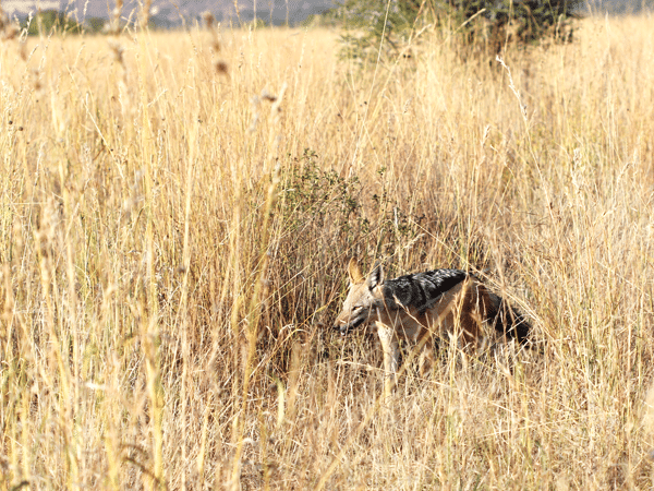A Wild Dog Prowling in the Tall, Tan Grass of the African Safari