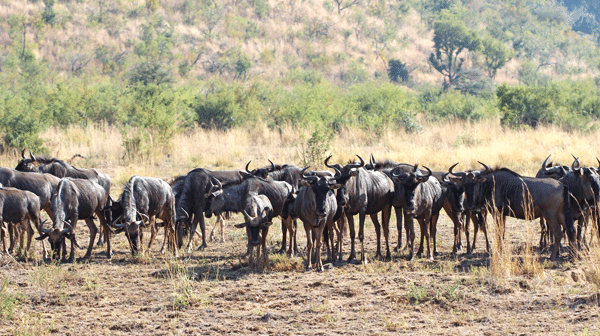 A Herd of Wildebeest at Pilanesberg National Park