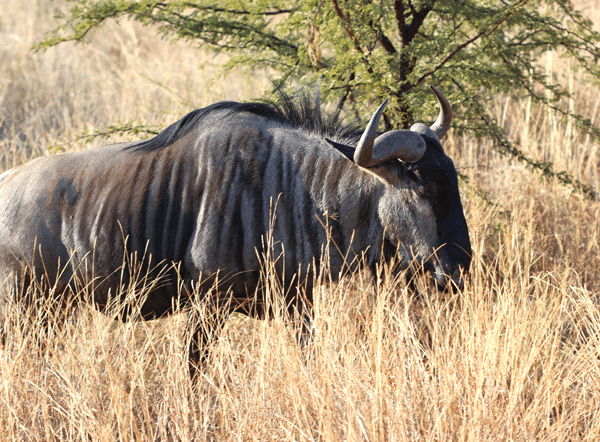 A Close-Up Shot of a South African Wildebeest