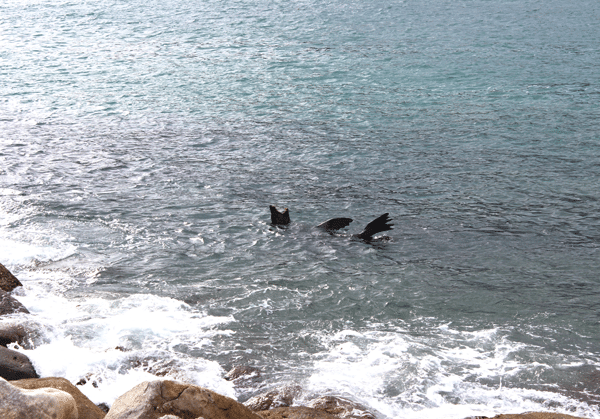 Sea lion in the ocean at Houte Bay